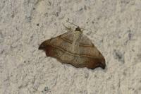 Laspeyria flexula