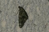 Chloroclysta siterata