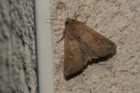 Mythimna albipuncta