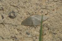 Idaea subsericeata