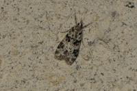 Eudonia delunella