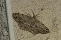Hypomecis punctinalis