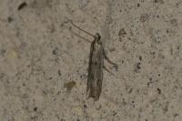 Phycitodes