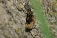 Hedya ochroleucana