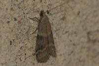 Ephestia