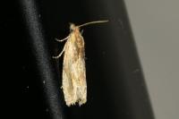 Eucosma