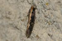 Monopis crocicapitella