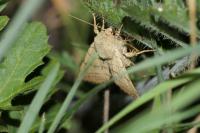 Charanyca trigrammica