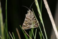 Euclidia mi