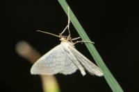 Idaea subsericeata