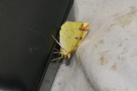 Opisthograptis luteolata