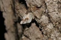 Ligdia adustata