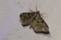 Peribatodes rhomboidaria