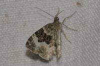 Epirrhoe rivata