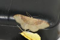 Idaea degeneraria