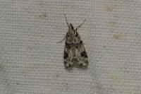 Eudonia delunella
