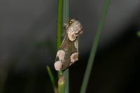 Thyatira batis