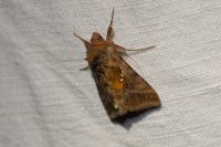 Chrysodeixis chalcites