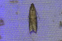 Ephestia