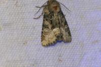 Oligia