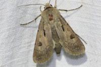 Agrotis exclamationis