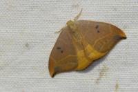 Watsonalla binaria