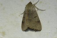 Minucia lunaris