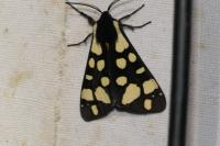 Arctia villica