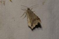 Macaria alternata