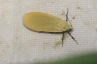 Wittia sororcula