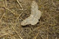 Hypomecis punctinalis