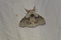 Calliteara pudibunda