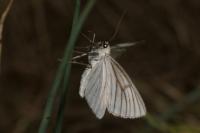 Siona lineata