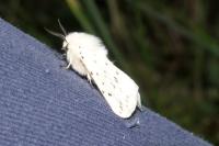 Spilosoma lubricipeda