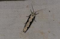 Ethmia bipunctella