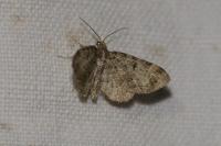 Eupithecia abbreviata