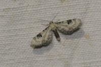 Eupithecia centaureata