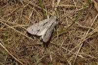 Acronicta psi/Acronicta tridens