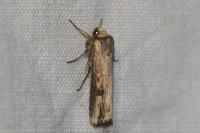Axylia putris