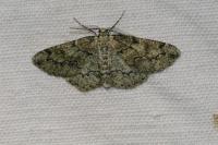 Cleorodes lichenaria