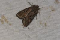 Lacanobia oleracea