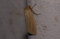 Mythimna pallens