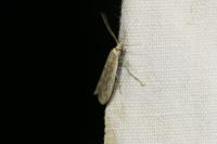 Phycitodes