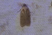 Agonopterix arenella