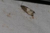 Notocelia cynosbatella