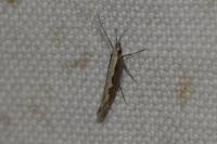 Plutella xylostella