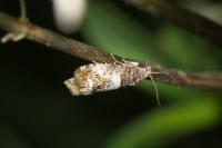 Notocelia roborana