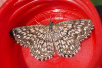 Chiasmia clathrata