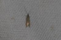 Coleophora