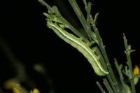 Aporophyla lueneburgensis